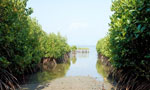 SL first nation to protect all mangrove forests
