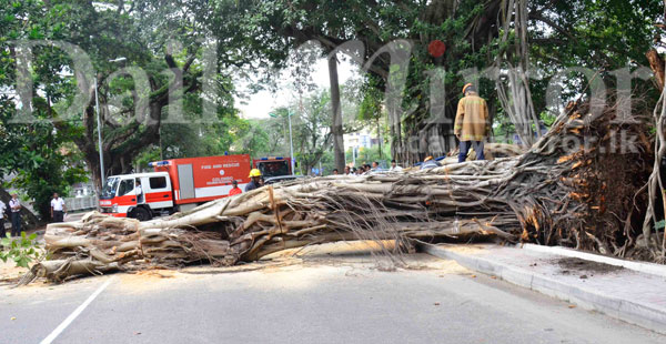 Video: Fallen tree blocks the road