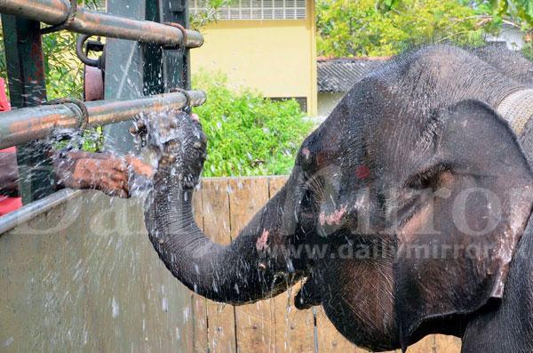 Baby elephant found