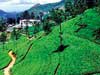 THE GRIM REAPER LOOMS OVER TEA ESTATES 