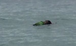 Body found floating in sea off Bambalapitiya