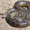 Video: Female Anaconda swallows the male