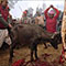 License essential for animal sacrifice-SC