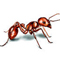 Unusual species of ants in Panadura