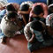 27 illegal asylum seekers netted