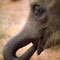 Questions over baby elephant in Erawwala