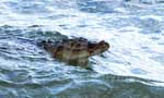 Video: Another saltwater crocodile seen off Galle Face