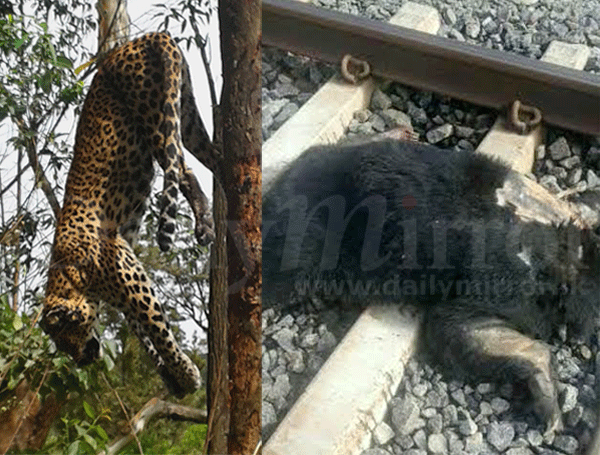 Tragic end for leopard and bear