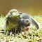 Nabbed for carrying rare birds and mice species