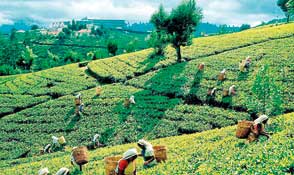 Tea broker suggests 5-point strategy to regain dominance