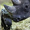 Rare black rhinoceros calf born in the Zoo