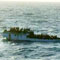 No Lankan found on ill-fated boat