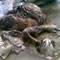Partly burned body found in Ragama