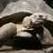 Chinese nabbed for transporting tortoises