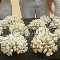 Three Chinese arrested for smuggling corals 