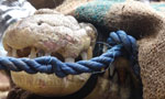 Video: Another crocodile captured