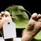 Bodies of two gem miners recovered
