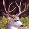 Novice monk killed by deer