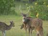 Sanctuaries threatened by human invasion