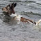 Animals harassed in the name of CHOGM