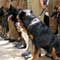 Three sniffer dogs lost and found