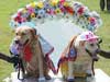 Let the dogs get married!