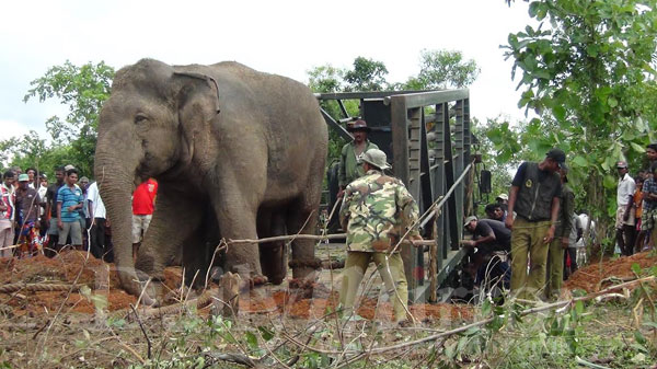 A ‘rogue elephant’ captured