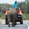 Minister chased by elephants