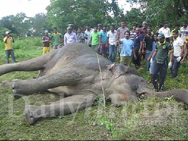 Video: Another elephant killed