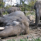 4 elephants electrocuted