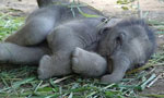 No elephant births in captivity reported for 6 yrs-Wild Life 
