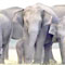 SL to send two elephants to Prague zoo