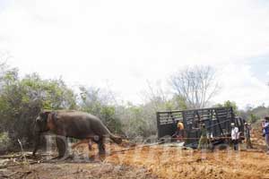 'Nawagattegama Kabaraya' captured