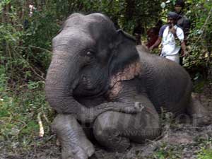 Train hits elephant 