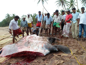 A giant skate fish caught in Ambalantota