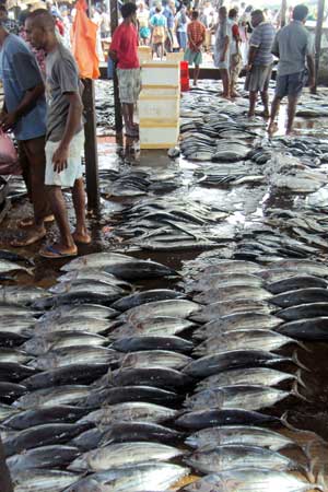 Big harvest of Fish