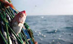 EU ban suspended for six months