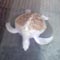 Albino Turtle found ?