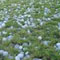 Hailstorm at Nochchiyagama