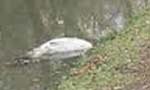 Body found in a canal at Dematagoda