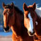 Police to purchase 18 horses for Rs. 50m