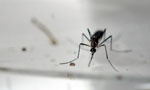 Spain reports first known European case of Zika-infected pregnant woman