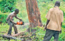 Recovering tropical forests a sponge for CO2: study