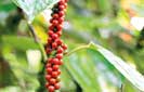 Unknown disease spreading across Lankan pepper cultivations