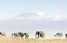 Land Rover involves in wildlife conservation through ‘We Care’ programme 