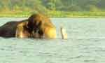 Wild elephant trapped in a lake