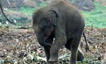 Environmentalists oppose gift of elephant to NZ