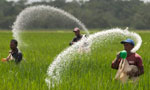 MS reduces price of fertilizer to farmers