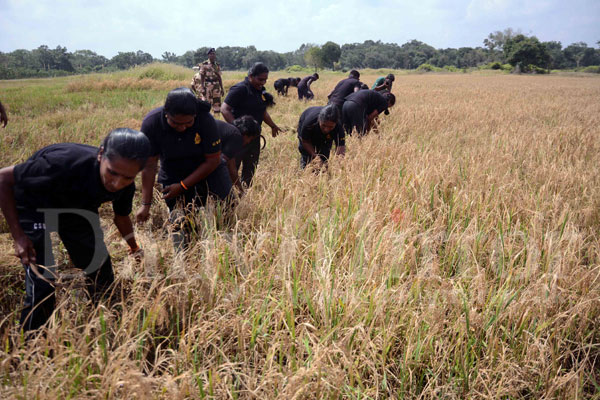 Annual harvest at Vavuniya