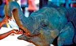 Can baby Nandi  survive New Zealand